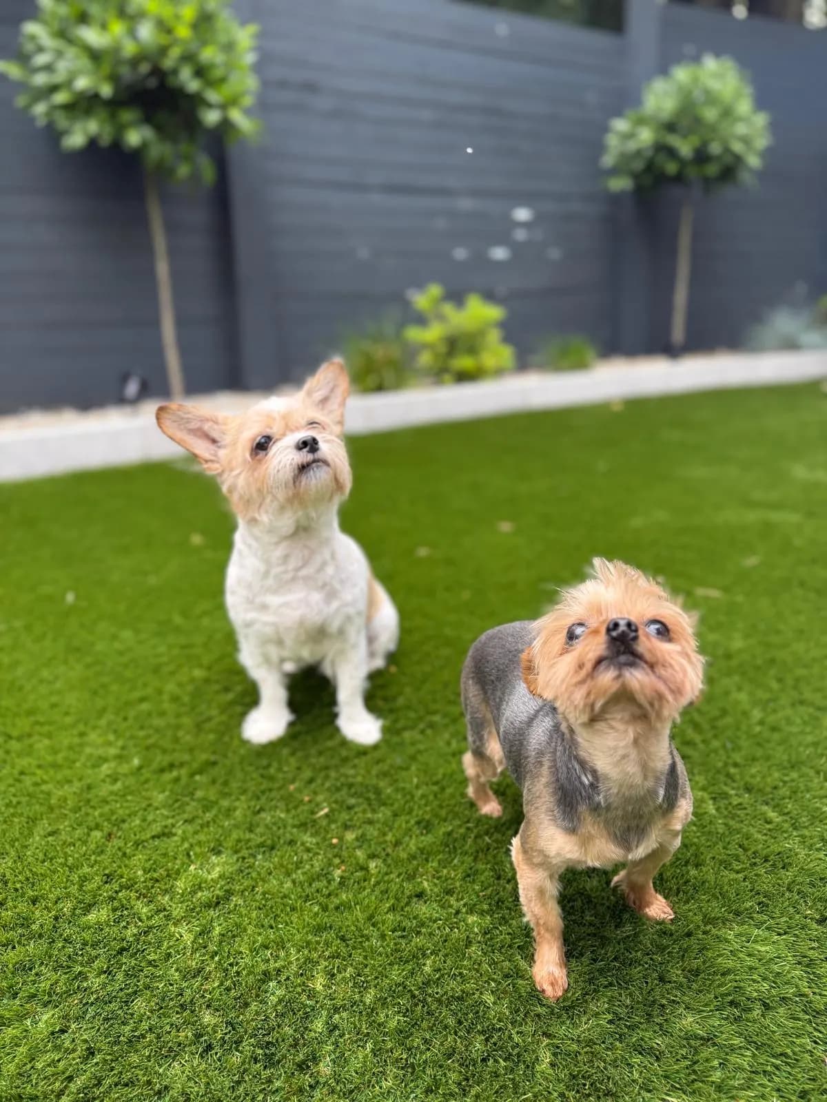 Artificial Grass for Dogs: Is It the Right Choice for Your Garden? supporting image 4
