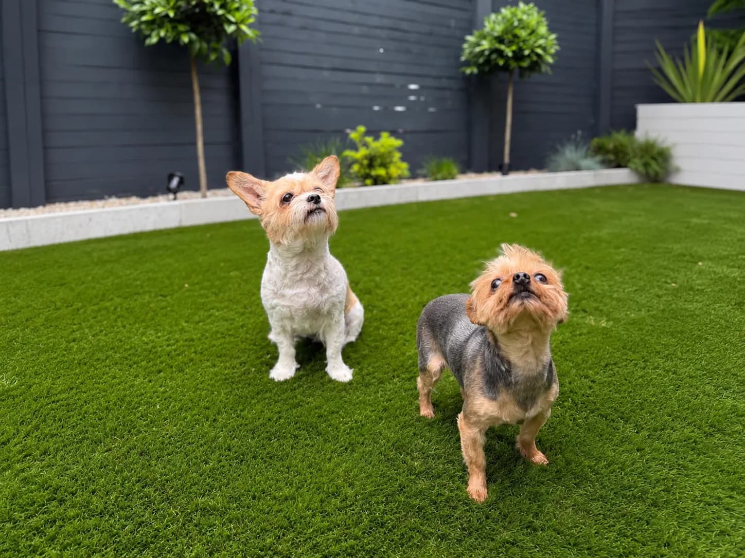 Artificial Grass for Dogs: Is It the Right Choice for Your Garden? blog image