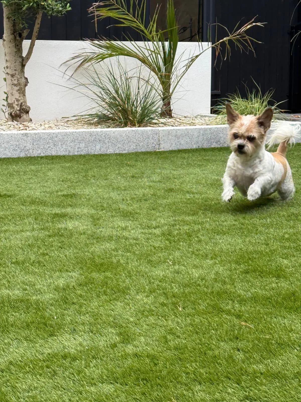 Artificial Grass for Dogs: Is It the Right Choice for Your Garden? supporting image 3