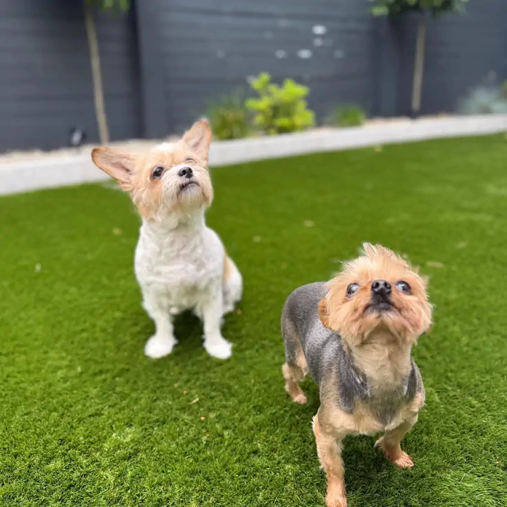 Dog-friendly artificial grass area with drainage